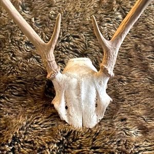 Deer Antlers with Skull